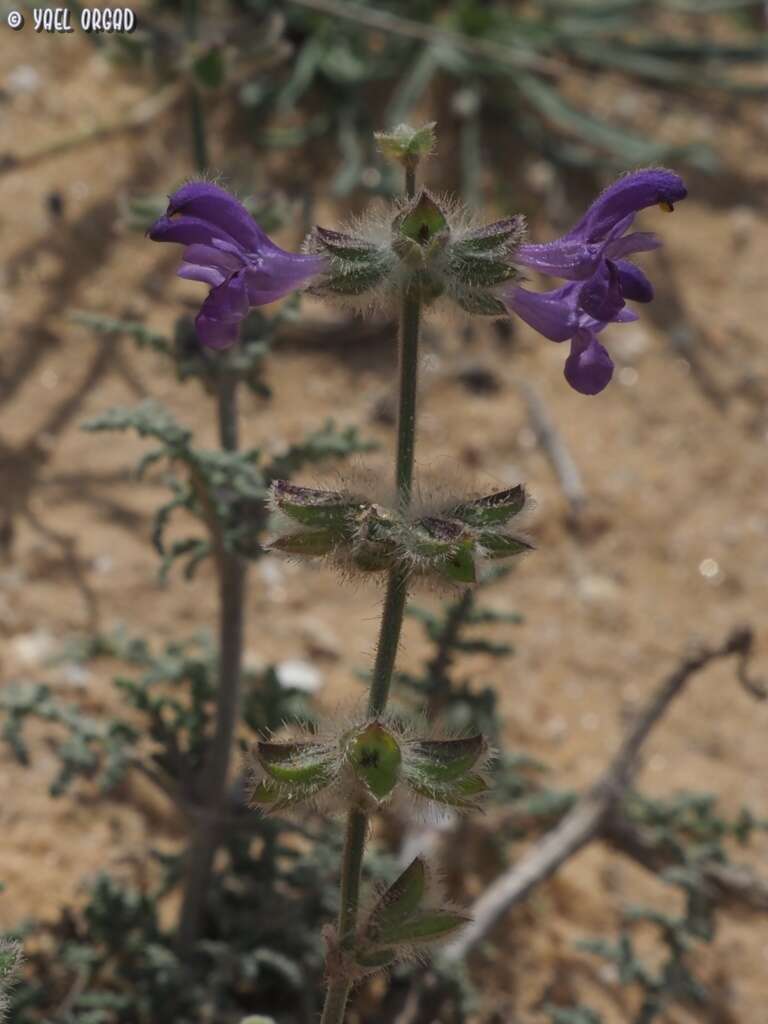 Image of Salvia lanigera Poir.