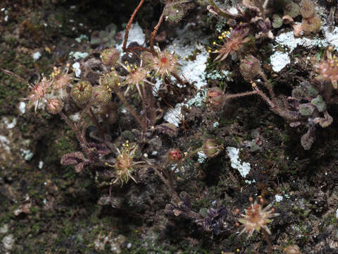 Image of Monanthes brachycaulos (Webb & Berth) Lowe