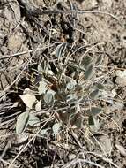 Image of Torrey's milkvetch