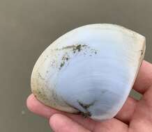 Image of mature surfclam