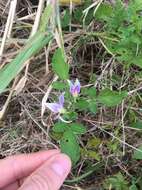 Image of Commerson's nightshade