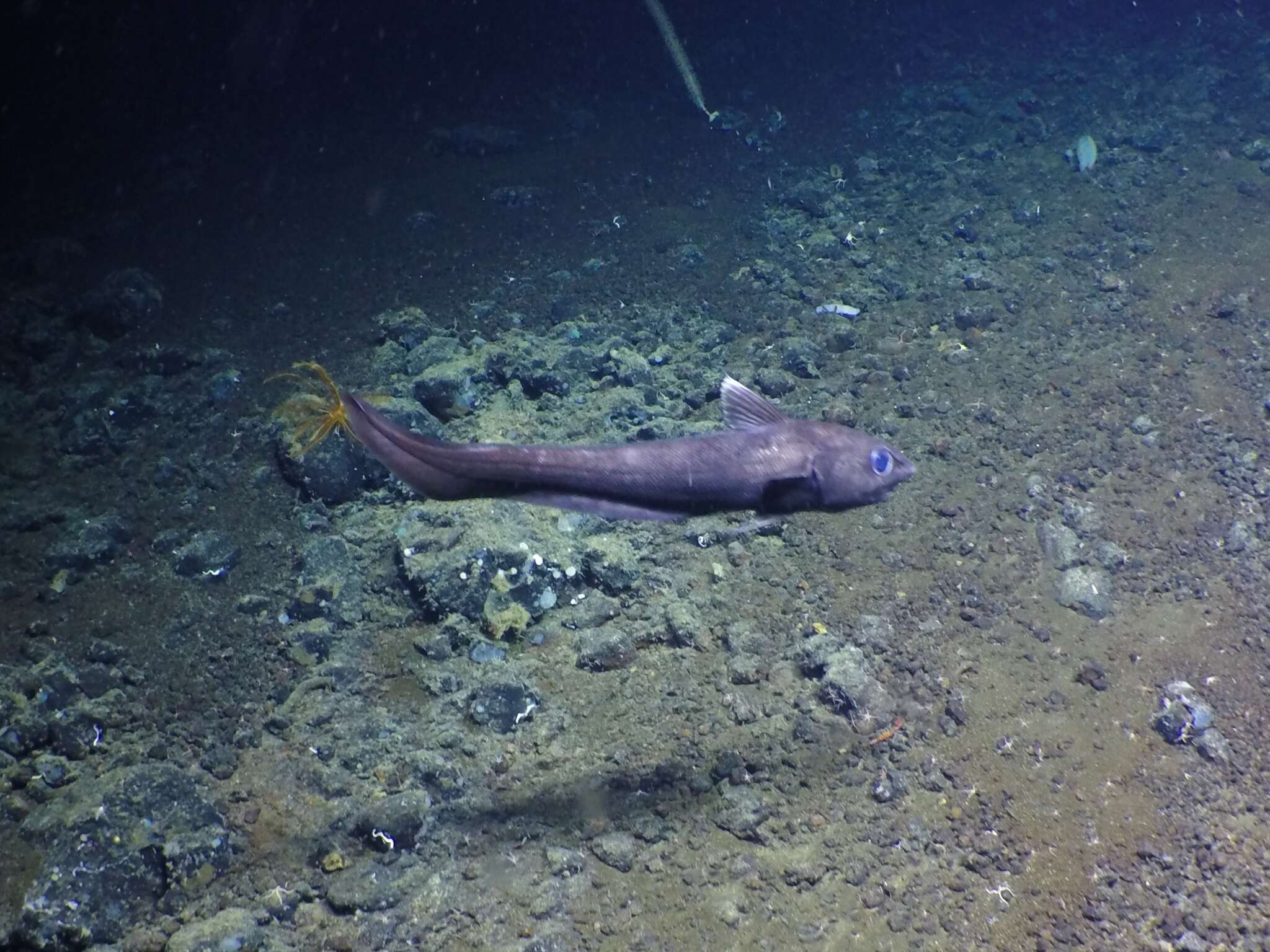 Image of Roughscale rattail