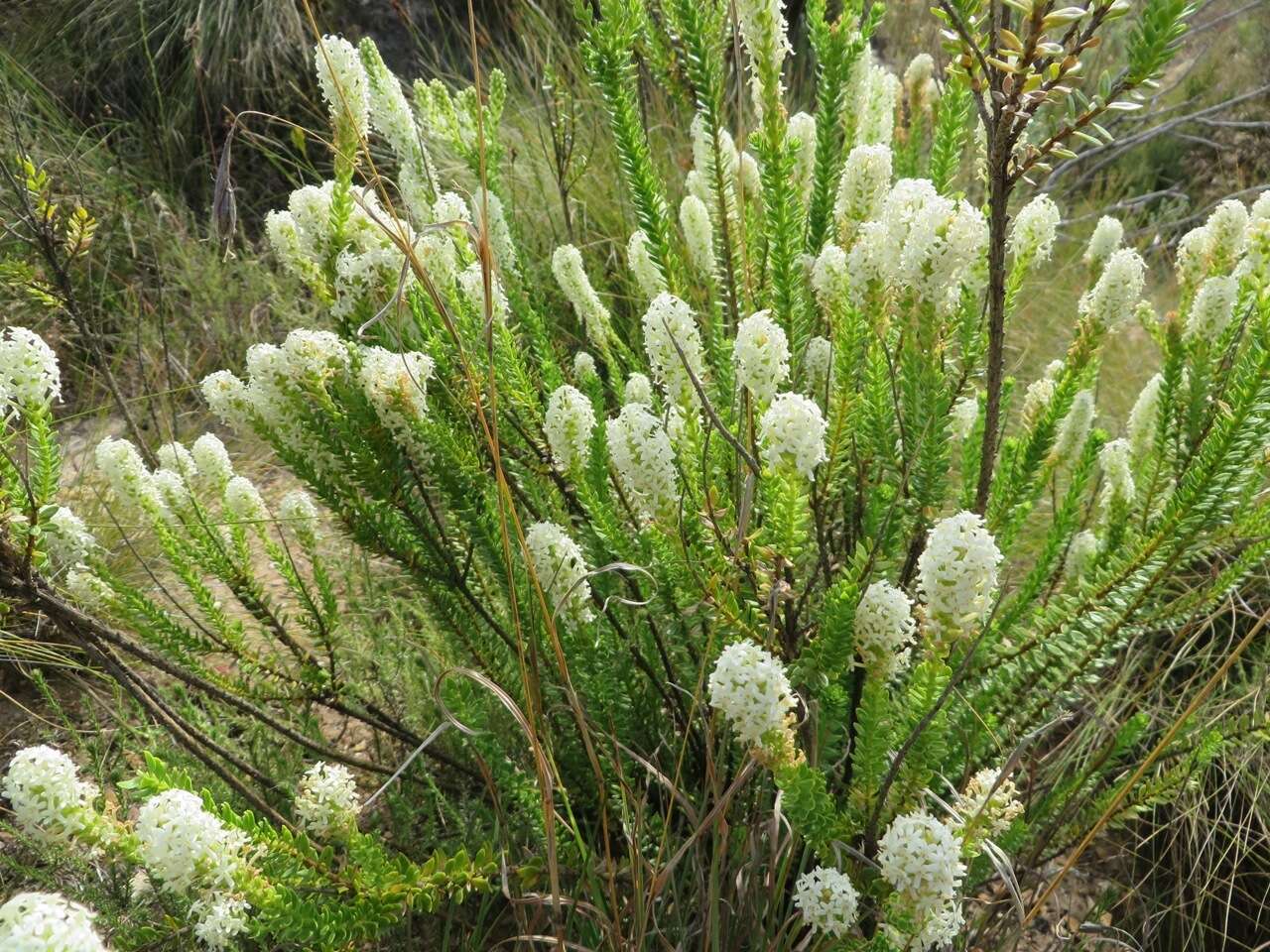 Image of Microdon parviflorus (P. J. Bergius) O. M. Hilliard