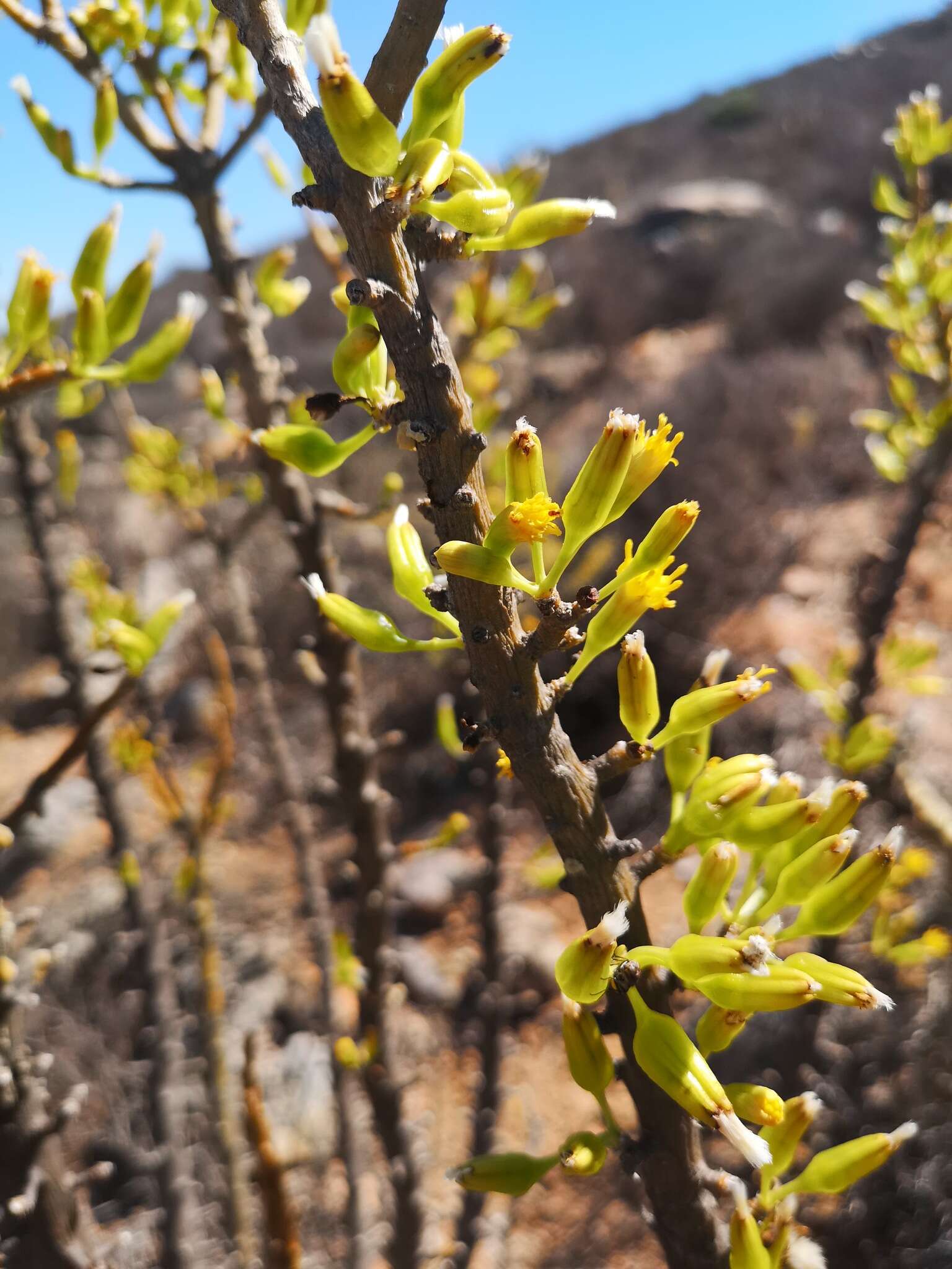 Imagem de Othonna cerarioides