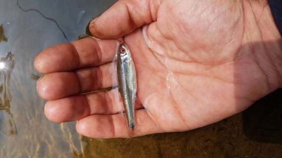 Image of Blueside Shiner