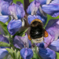 Слика од Bombus occidentalis occidentalis Greene 1858