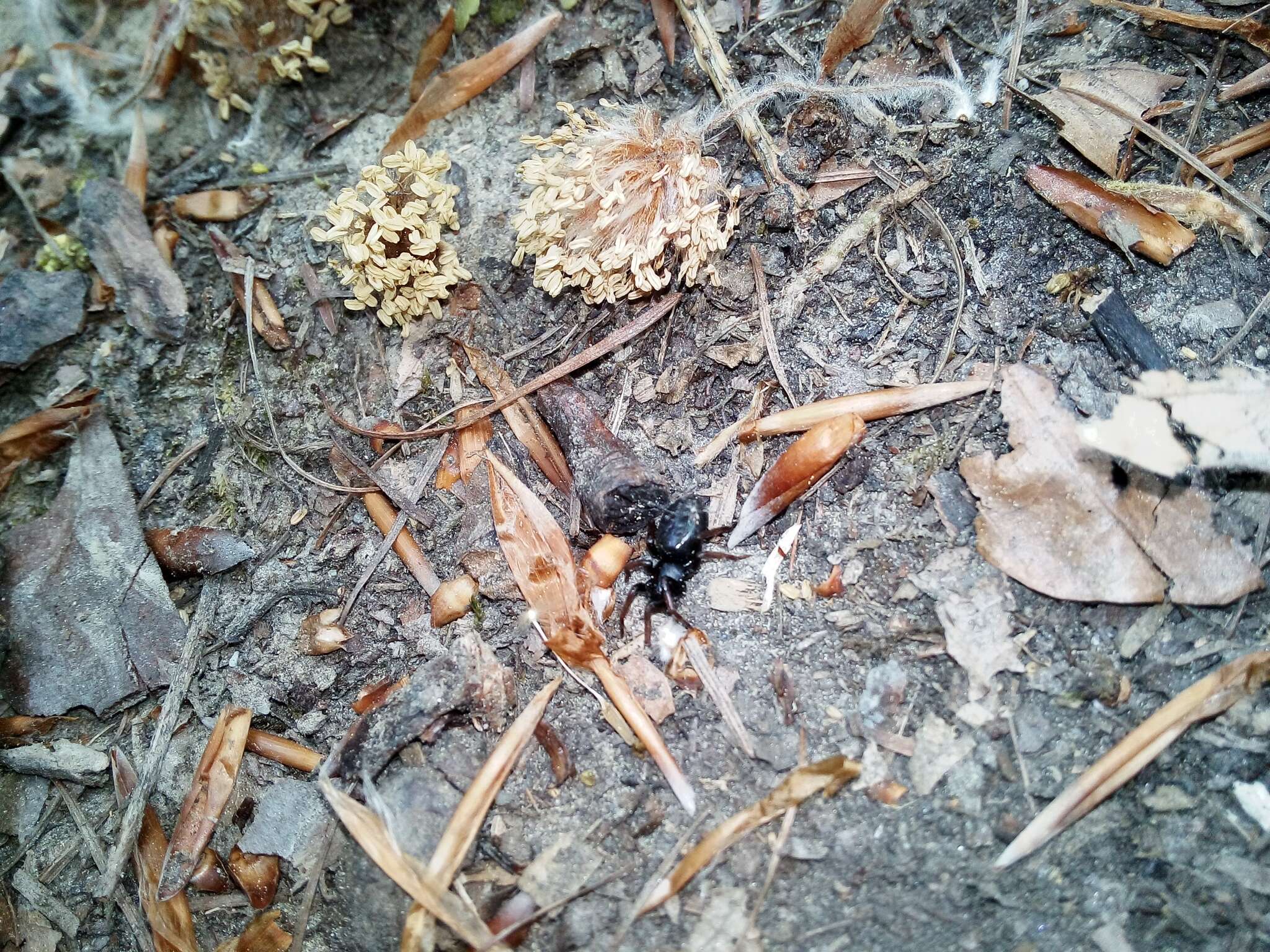 Plancia ëd Trachyzelotes pedestris (C. L. Koch 1837)