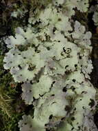 Image of <i>Ricasolia amplissima</i>