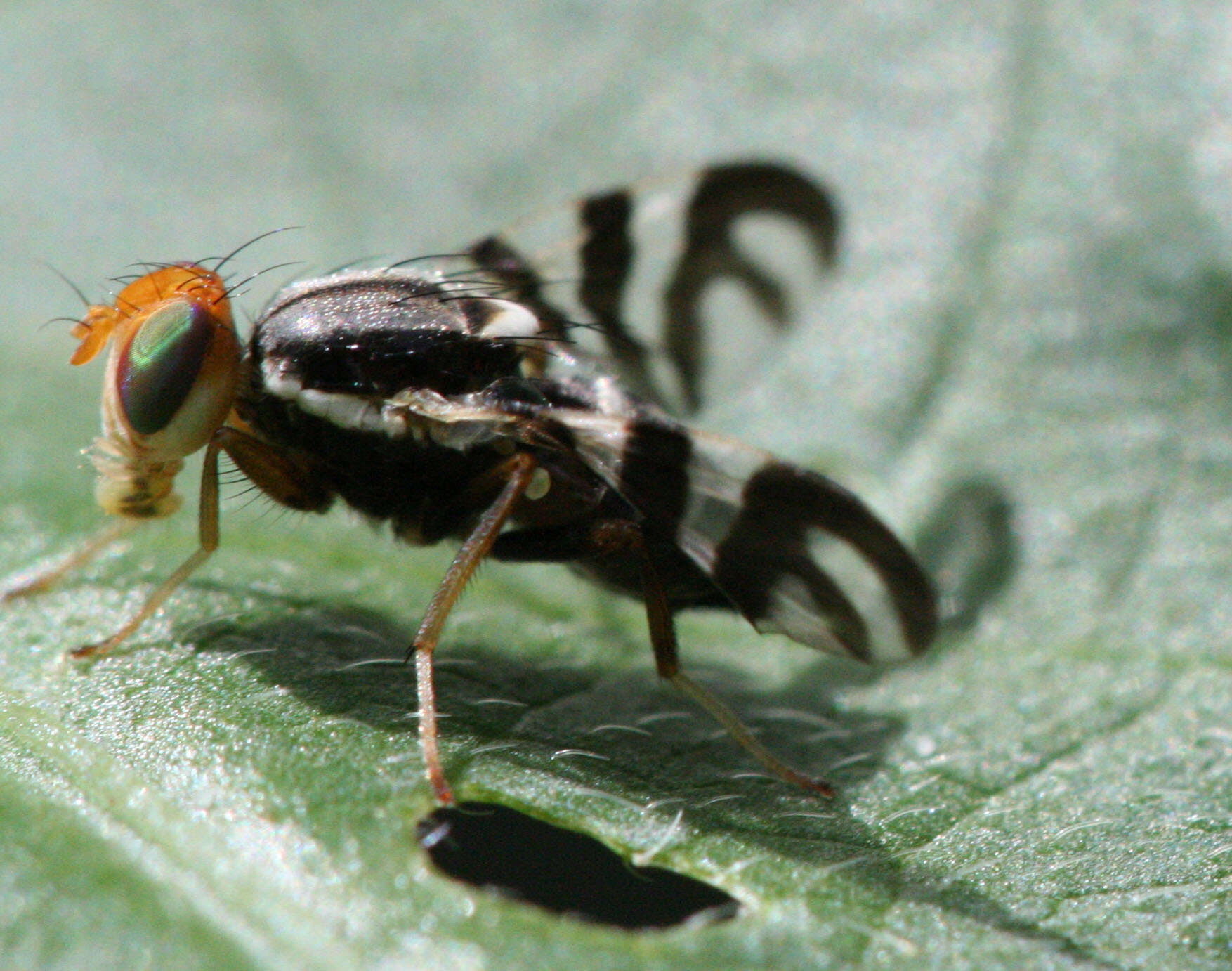 صورة Rhagoletis striatella Wulp 1899