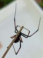 Latrodectus variolus Walckenaer 1837的圖片