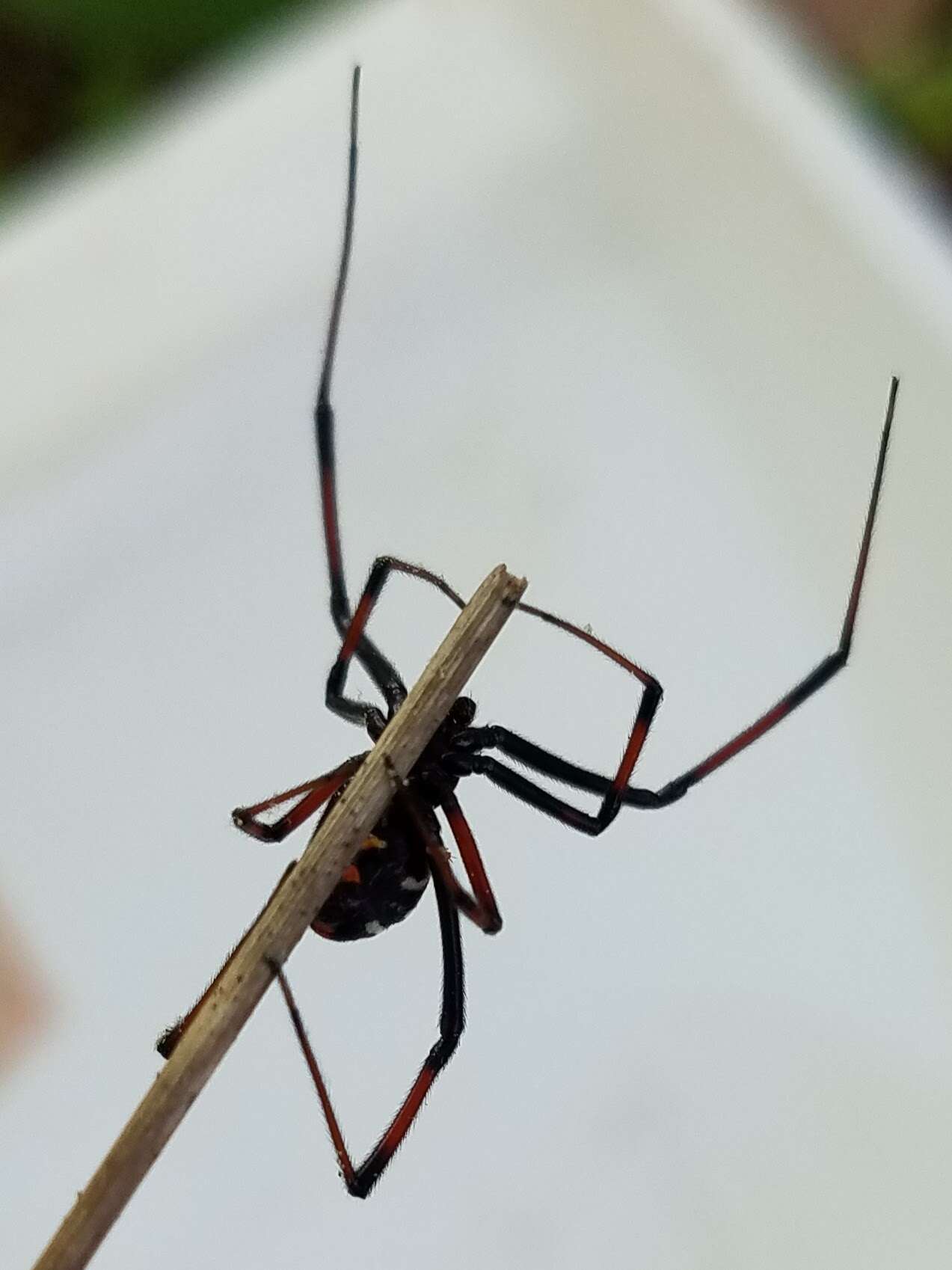 Plancia ëd Latrodectus variolus Walckenaer 1837