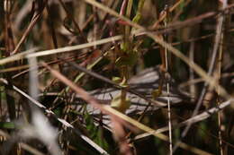 Image of Stylidium cordifolium W. V. Fitzg.