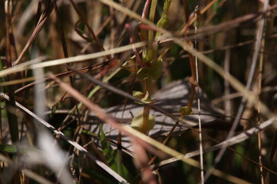 Image of Stylidium cordifolium W. V. Fitzg.