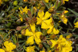 Image of Hibbertia fasciculiflora K. R. Thiele