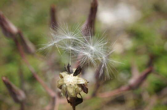 Lactuca tuberosa Jacq. resmi