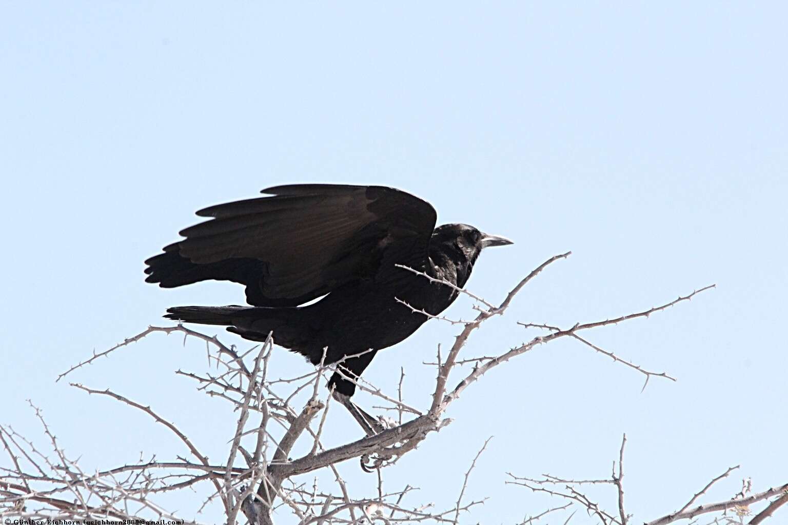 Image of Black Crow