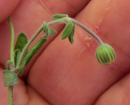 Image of Felicia ovata (Thunb.) Compton