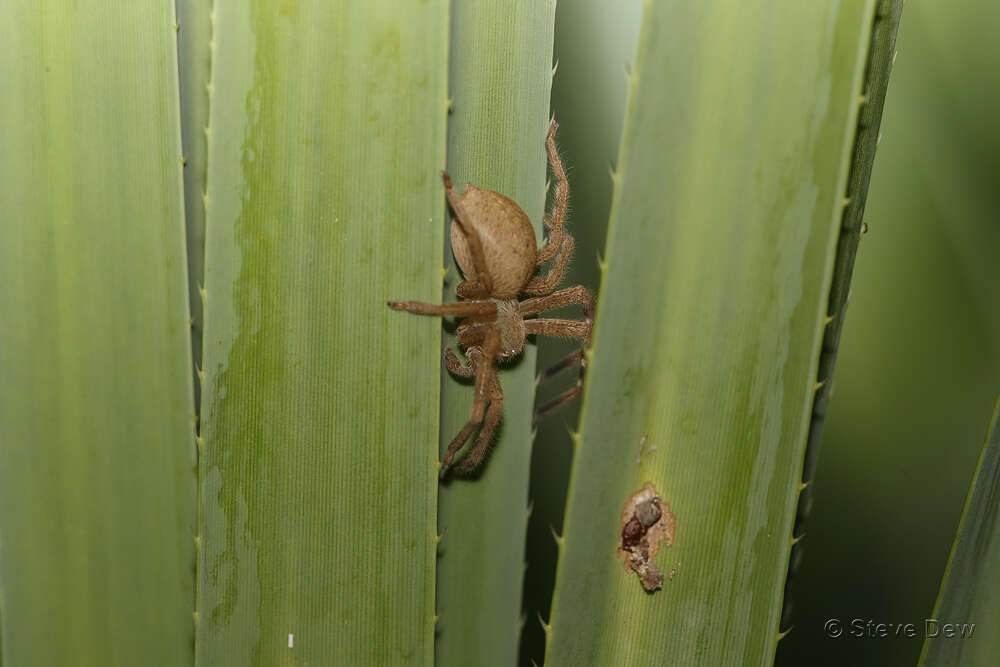 Image of Neosparassus salacius (L. Koch 1875)