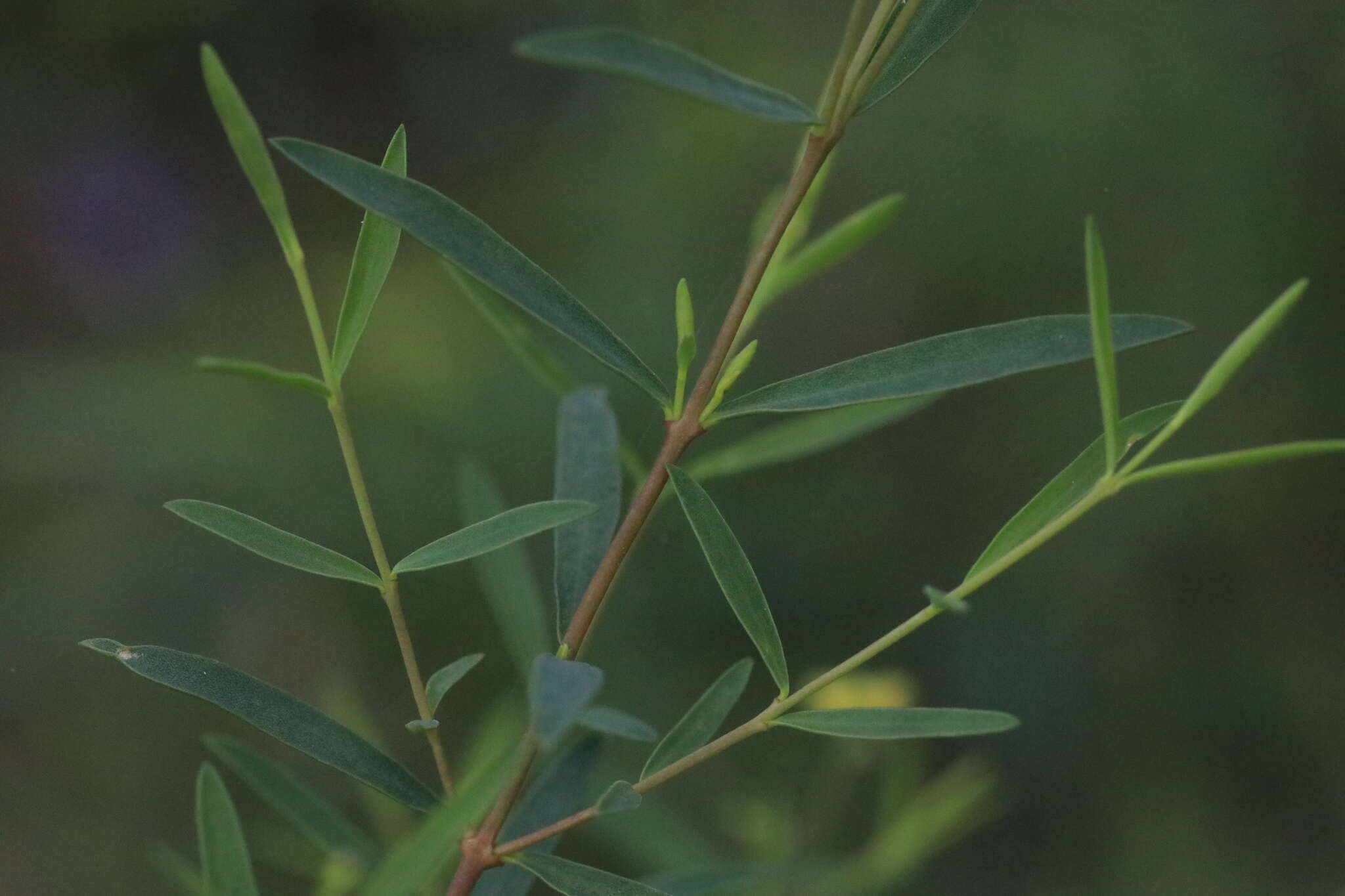 Image of Pimelea neoanglica S. Threlfall