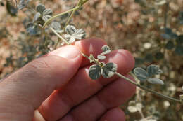 Слика од Rhynchosia schimperi Boiss.