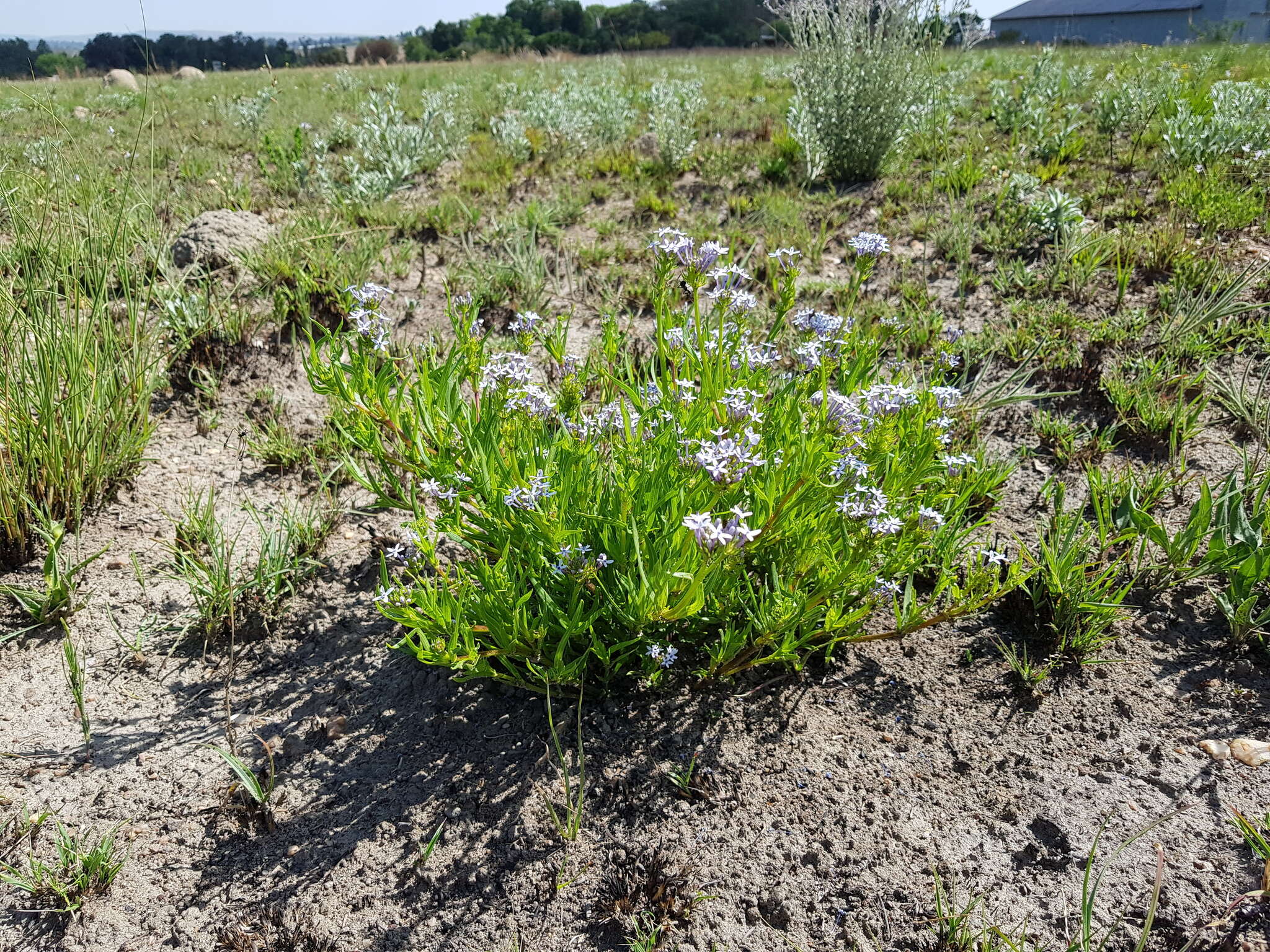 Image of Pentanisia angustifolia (Hochst.) Hochst.