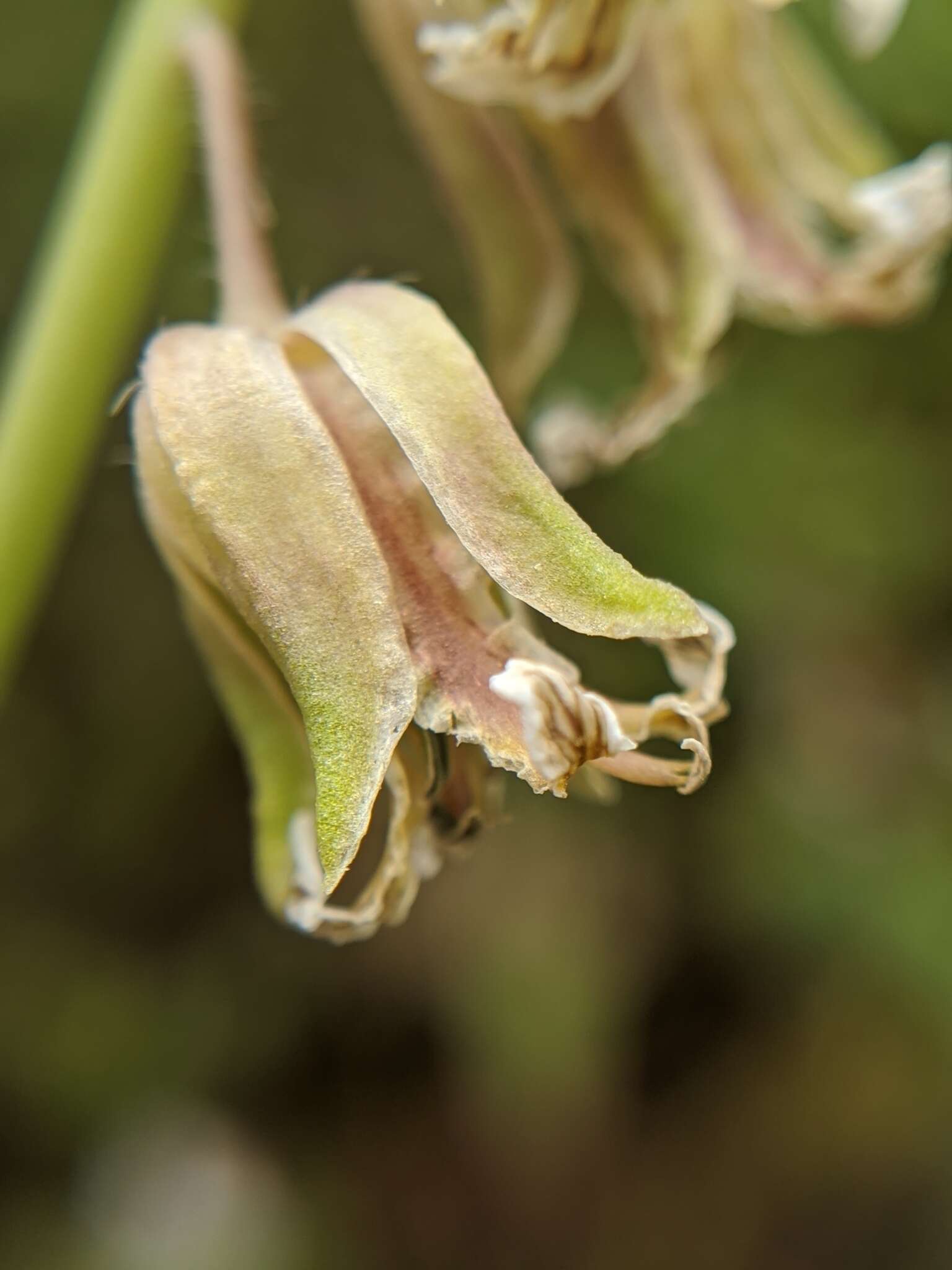 Image de Caulanthus lemmonii S. Watson