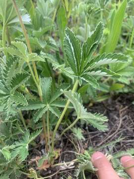 Image of Soft Cinquefoil