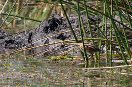 Image of Stripe-backed Bittern