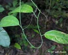 Imagem de Adenia macrophylla var. singaporeana (Wall. ex G. Don) de Wilde