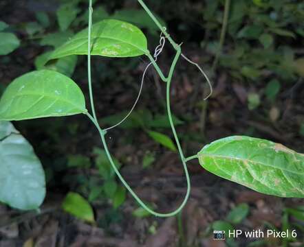 Слика од Adenia macrophylla (Bl.) Koord.