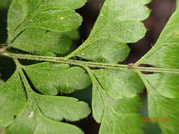 Image of Polystichopsis lurida (Jenm. ex Underw. & Maxon) Morton