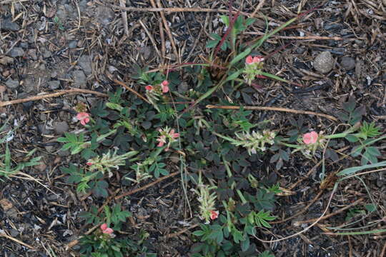 Image of Sorrel Indigo