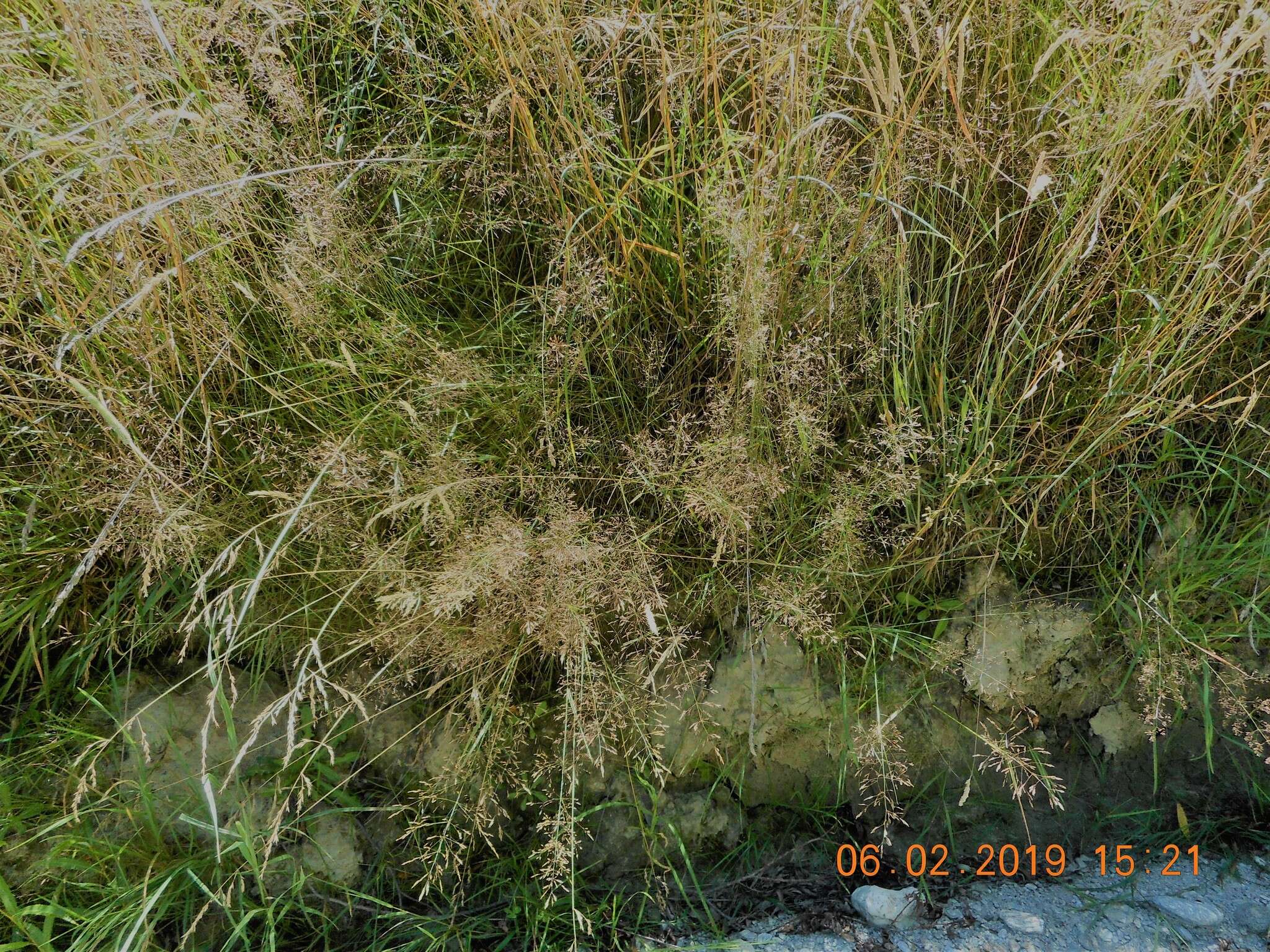 Image de Agrostis commun