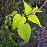 Image de Salvia concolor Lamb. ex Benth.