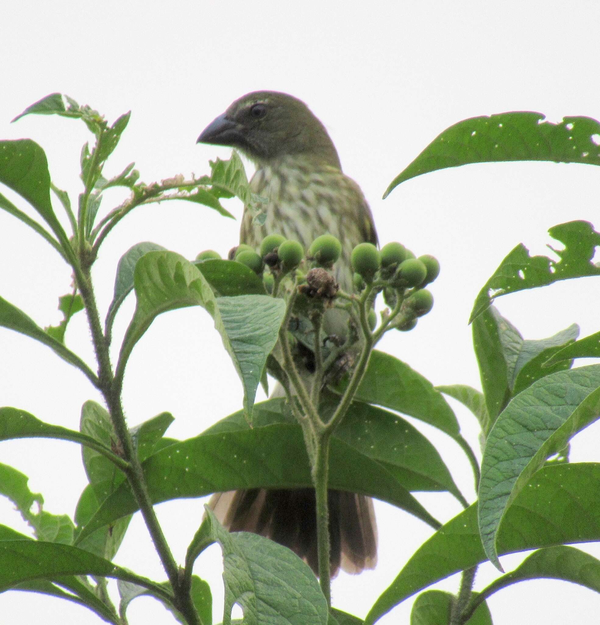 Image of Streaked Saltator