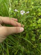 Image of cuckoo flower