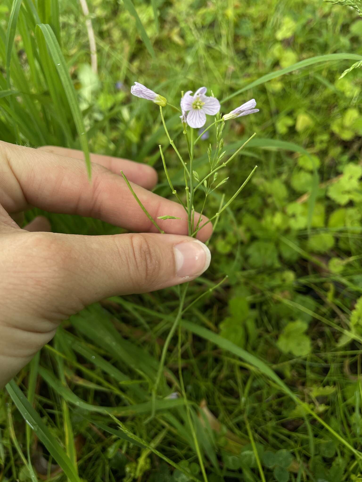 Image of cuckoo flower