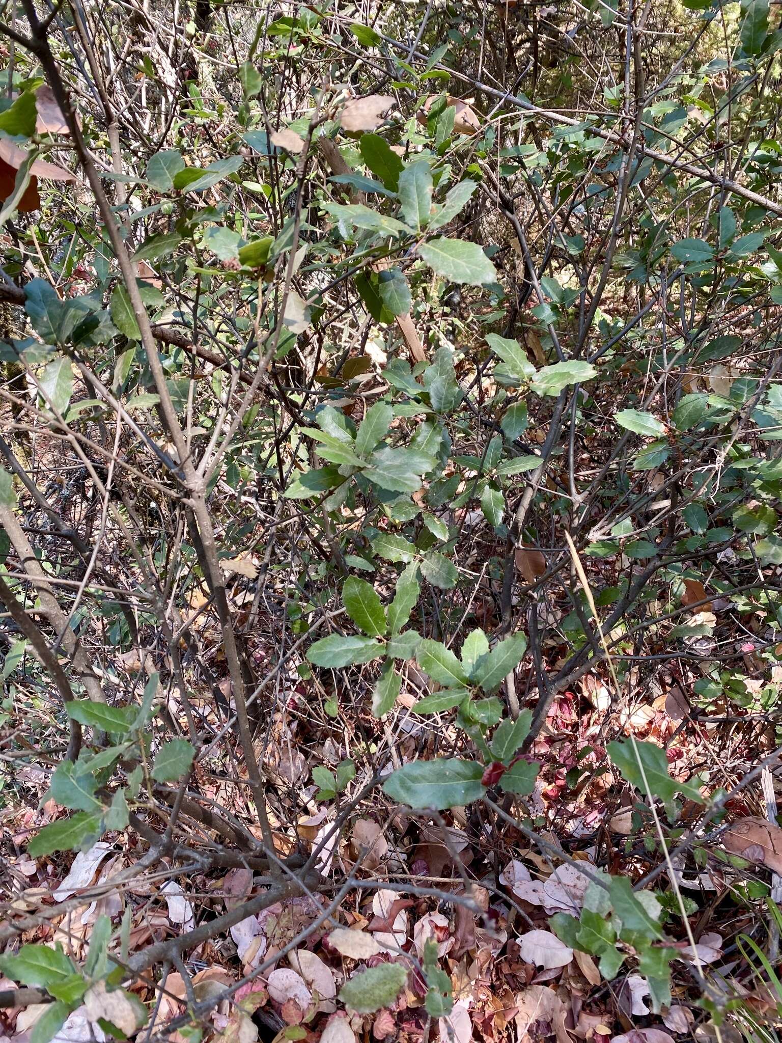 Слика од Quercus parvula var. tamalpaisensis S. K. Langer