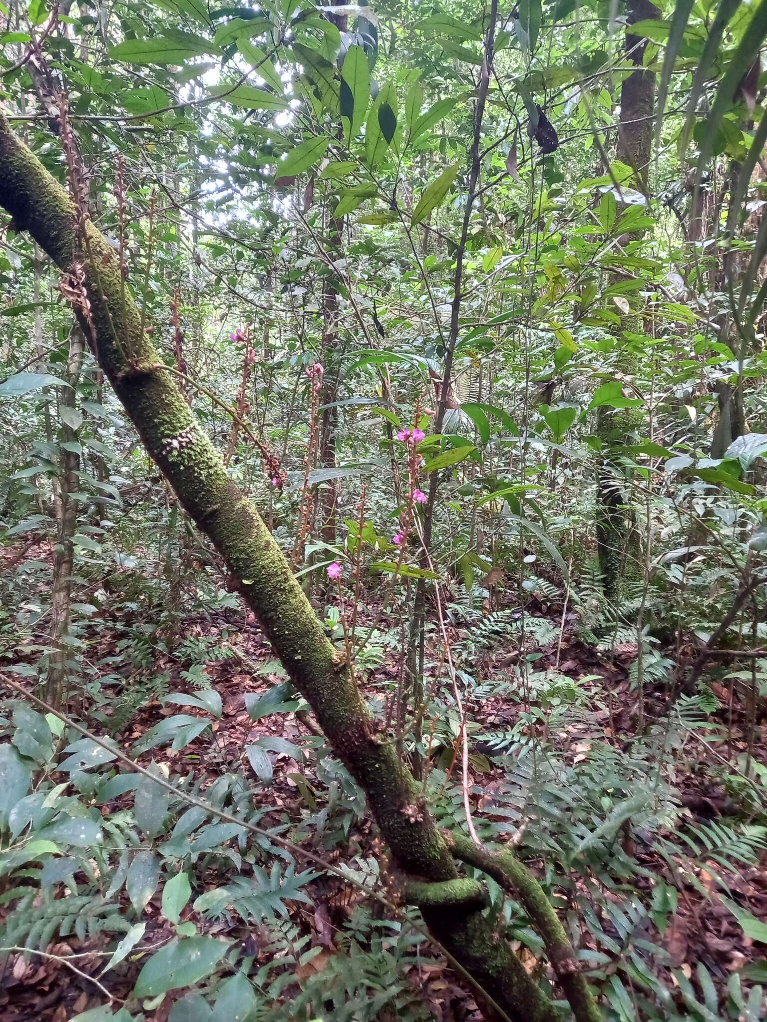 Plancia ëd Macropsychanthus macrocarpus