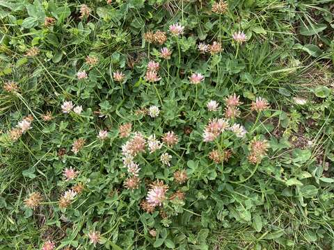 Image of Trifolium thalii Vill.