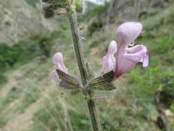 Imagem de Salvia recognita Fisch. & C. A. Mey.