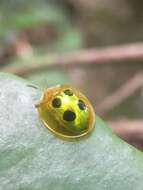 Image of Coptocycla (Coptocycla) roseocincta Boheman 1855