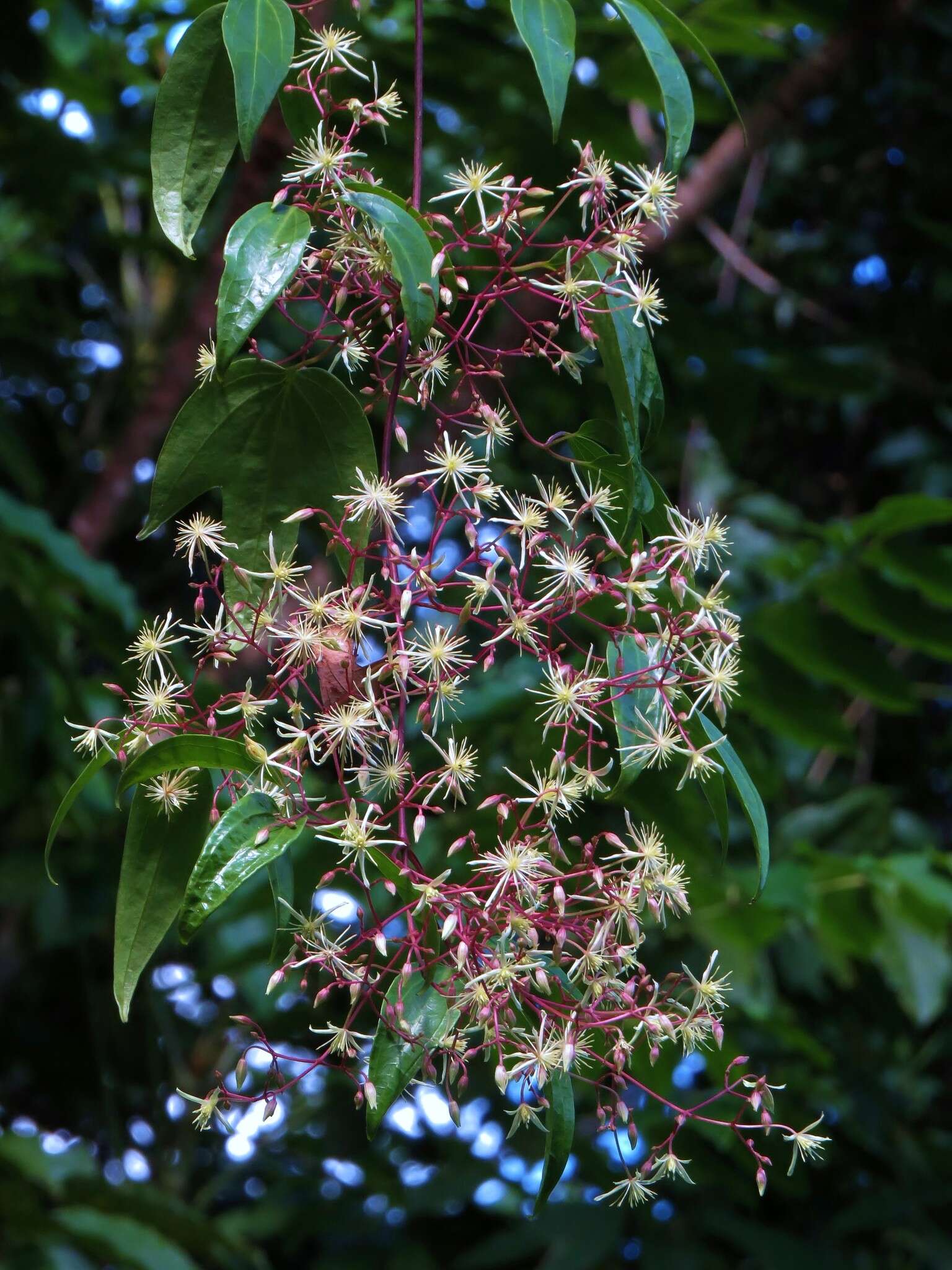 Image of Clematis pickeringii A. Gray