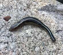 Image of Four-striped Skink