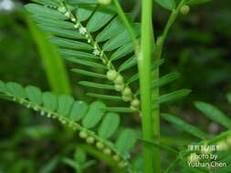 Image of Phyllanthus urinaria subsp. urinaria