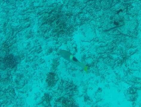 Image of Golden-spot hogfish