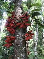 Imagem de Sterculia megistophylla Ridl.