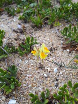 Image of Linaria polygalifolia Hoffmgg. & Link