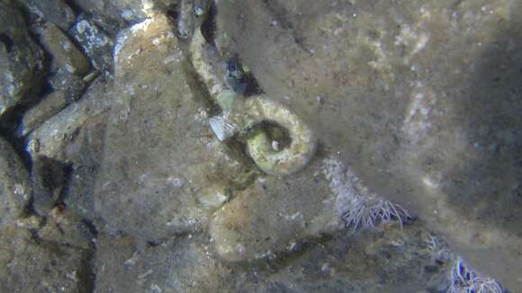 Image of Giant Worm Shell