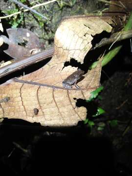 Image of Horned Frog